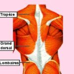 Explication muscles dos pour massage dos Lapis Lazuli